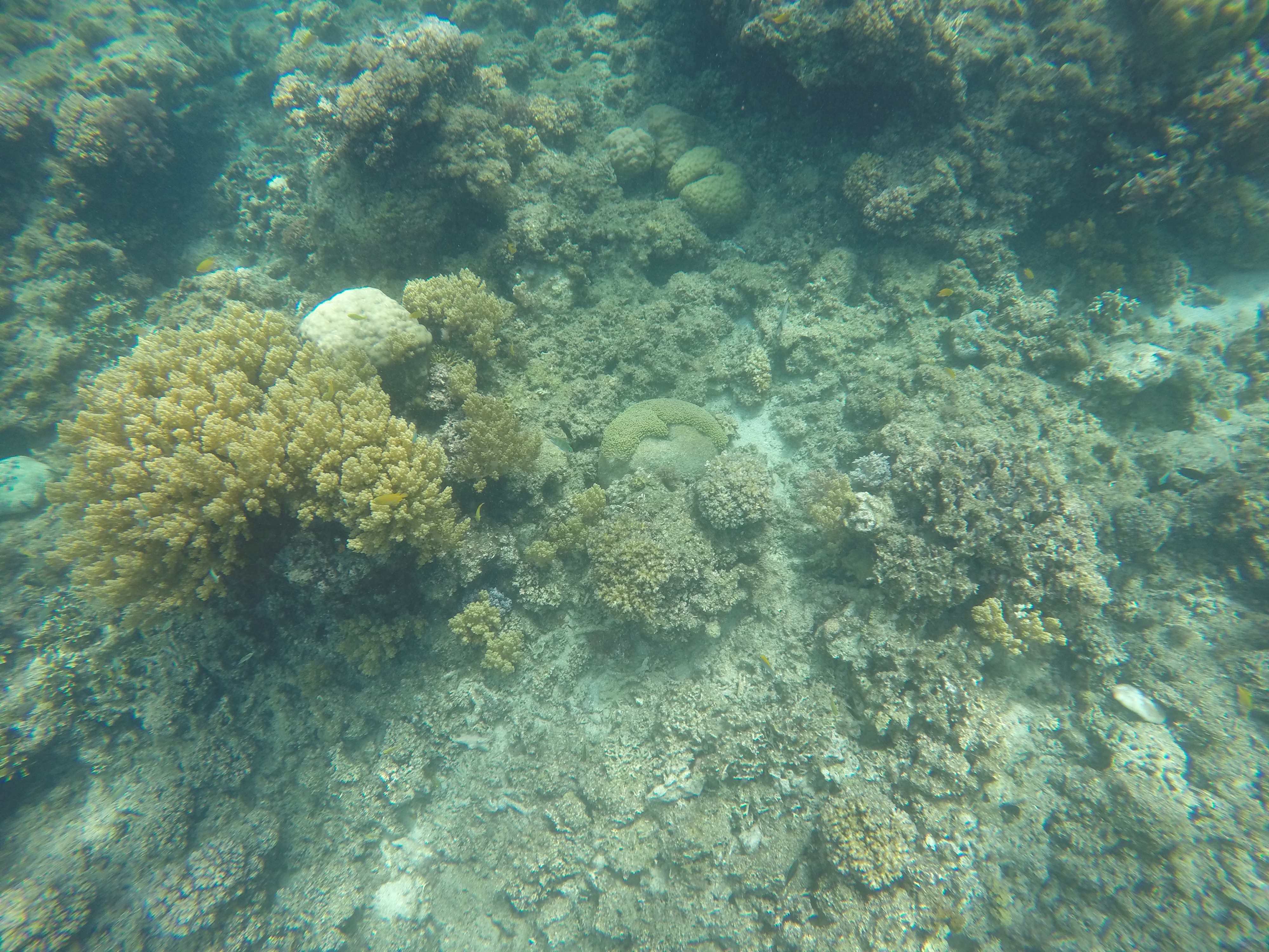 DCIM100GOPROGOPR2000.